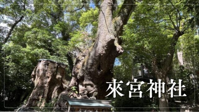 來宮神社の大楠